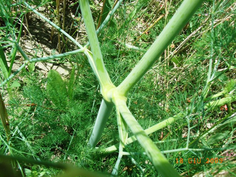 Ridolfia segetum / Aneto puzzolente